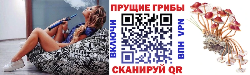 blacksprut как войти  купить наркотик  Мариинский Посад  Псилоцибиновые грибы Psilocybine cubensis 